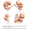 {Book 1} The Talk: 7 Lessons to Introduce Your Child to Biblical Sexuality - Image 6