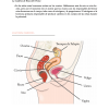 {Libro 2} Cambios: 7 Lecciones bíblicas para entender la pubertad - Image 5
