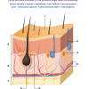 Experience Biology Student Lab Guide - Image 6