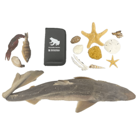 Marine Biology Lab Kit