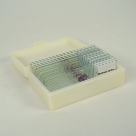Anatomy & Physiology Prepared Slide Set